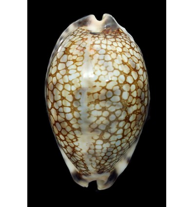 histrio westralis 66,8mm