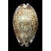 histrio westralis 66,8mm