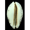 histrio westralis 66,8mm