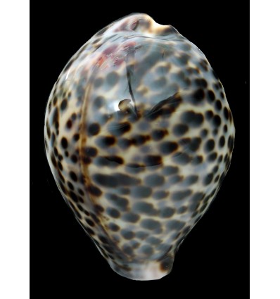 tigris 83,8mm MAURITIUS