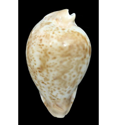 hesitata 102,8mm