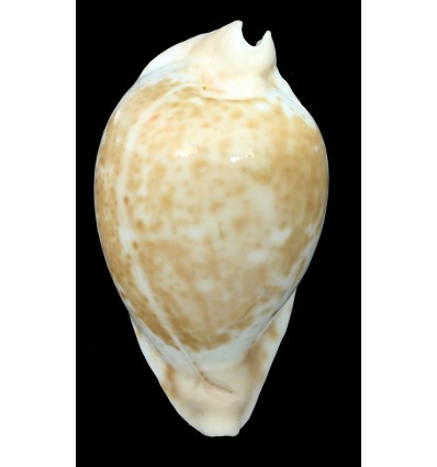 hesitata 106,5mm