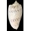 hunteri 134,2mm
