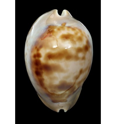 venusta roseopunctata 67,8mm