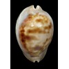 venusta roseopunctata 67,8mm