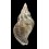 dirum 40,1mm
