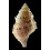 cristinae 105,0mm BIG