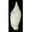 larochei tigrina 130,0mm BIG