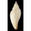 abyssicola 101,6mm