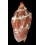 aulica 117,4mm