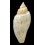 studeri 52,3mm