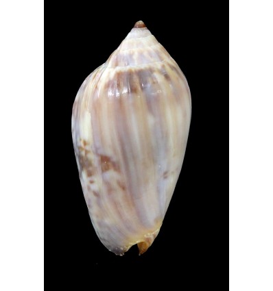 zelindae oceanica 29,3mm