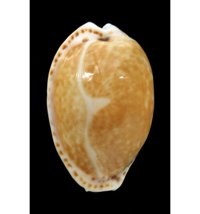 acicularis 27,8mm