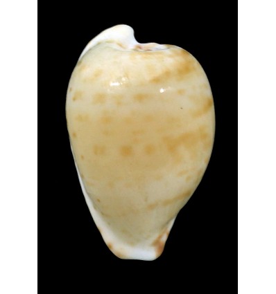 edentula nahooensis 25,3mm