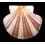 flabellata 78,2mm BIG
