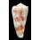 moluccensis merleti 51,0mm