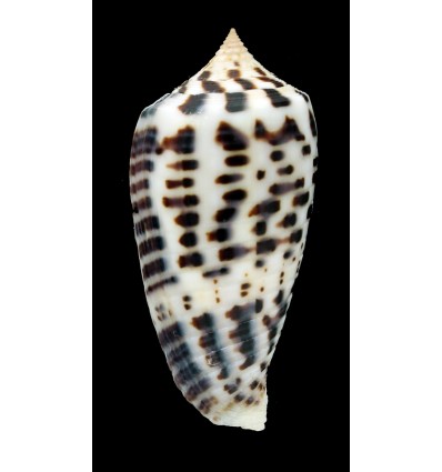 zapatosensis 48,0mm