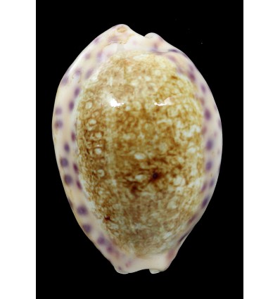 chinensis violacea 37,7mm