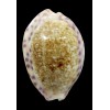 chinensis violacea 37,7mm