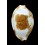 stolida crossei 31,8mm SPECIAL