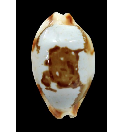 stolida crossei 34,8mm NC