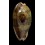 caurica elongata 63,2mm BIG