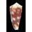 moluccensis merleti 46,7mm