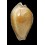 guttata surinensis bengalensis 57,1mm