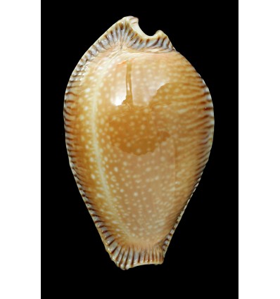 guttata surinensis bengalensis 57,1mm