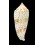 sogodensis 48,4mm RARE