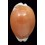 aurantium 83,1mm