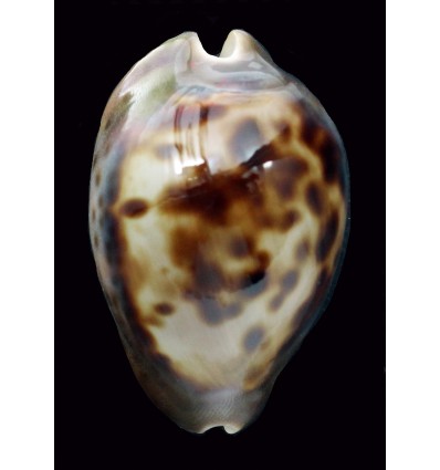 venusta episema 53,8mm