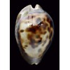 venusta episema 53,8mm