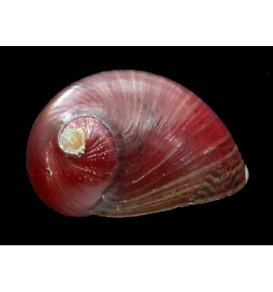 waigiensis 24,2mm