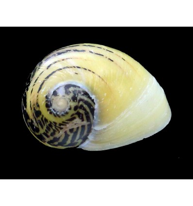 waigiensis 22,6mm