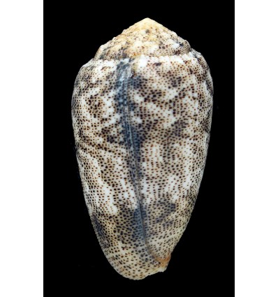 arenatus bizonus 58,4mm