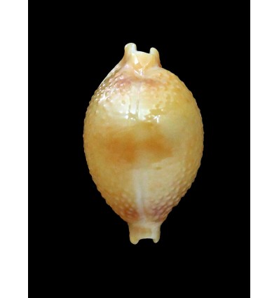 bistrinotata keelingensis 21,2mm