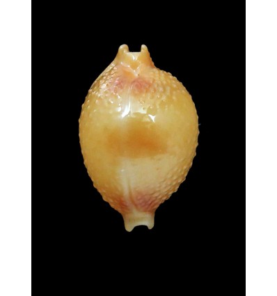 bistrinotata keelingensis 19,3mm