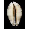 histrio 69,8mm SEYCHELLES