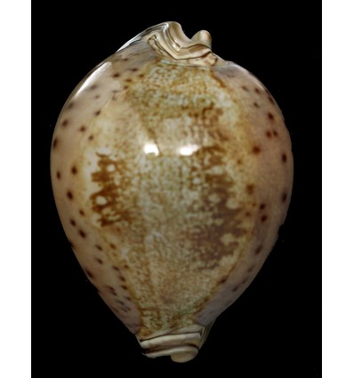 valentia 92,0mm GREAT SPECIMEN