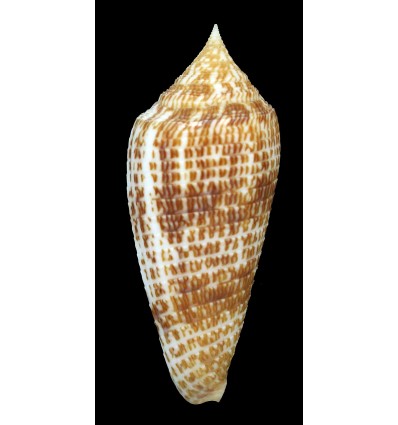 armadillo 72,1mm