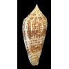 armadillo 72,1mm