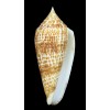 armadillo 72,1mm