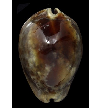 stercoraria 78,8mm