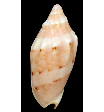 malayensis 117,4mm