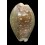 vitellus dama 56,0mm