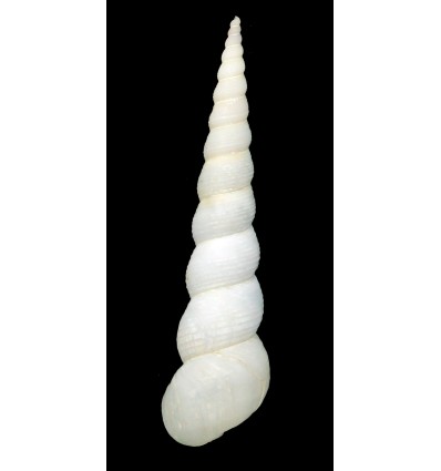 ungulina 74,8mm ALBINO