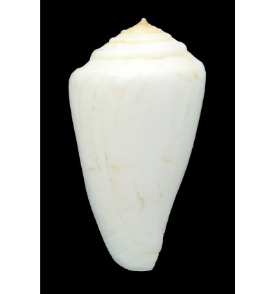 pictus 47,2mm ALBINO RARE