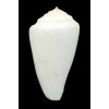 pictus 47,2mm ALBINO RARE