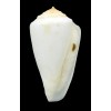 pictus 47,2mm ALBINO RARE